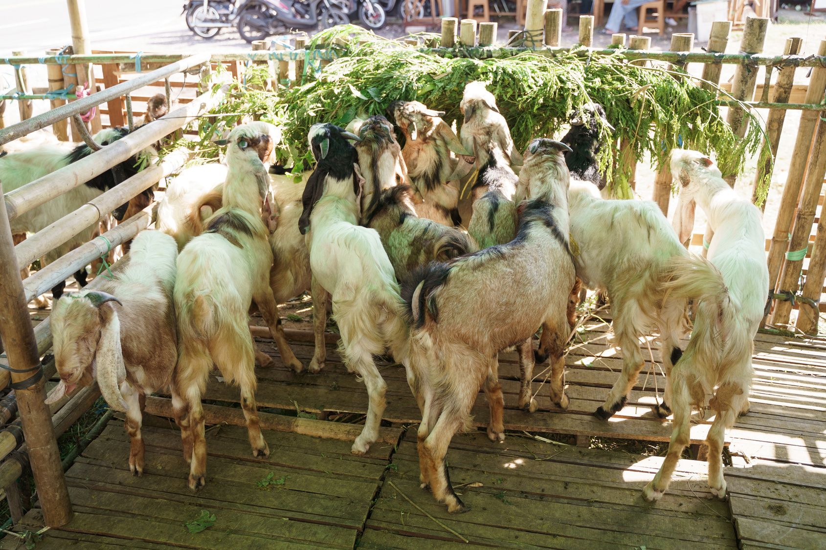 Goat in the Farm
