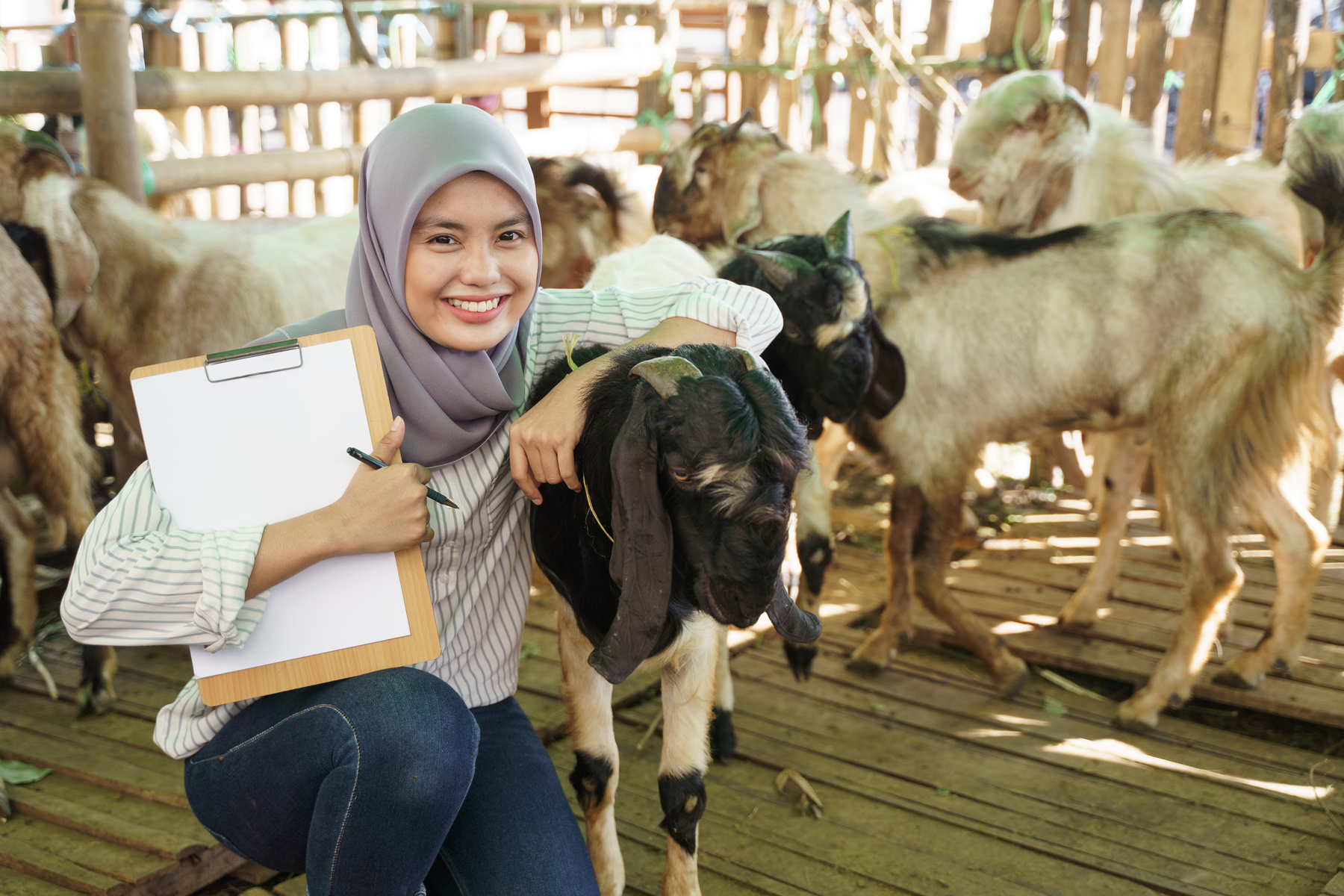 Muslim Female Farmer Doing Check up for Her Goat